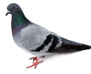 הרחקת יונים